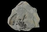 Pennsylvanian Fossil Flora (Neuropteris & Annularia) Plate - Kentucky #137748-1